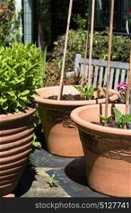 Plants growing on patio in pots