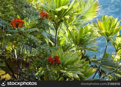 Plants in a botanical garden, Hawaii Tropical Botanical Garden, Hilo, Big Island, Hawaii Islands, USA