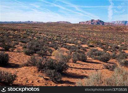 Plants in a desert, Horseshoe Bend, Page, Arizona, USA