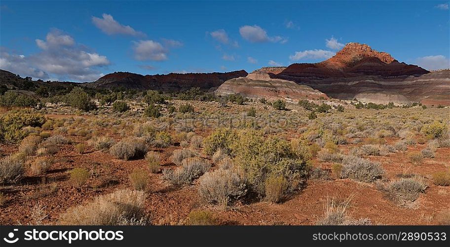 Plants in a desert, Paria Canyon, Paria, Kane County, Utah, USA