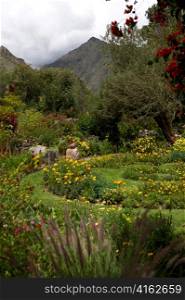 Plants in a garden, Willka Tika, Sacred Valley, Cusco Region, Peru