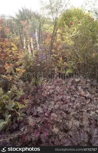 Plants in Autumn, Berwickshire, Scotland