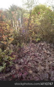 Plants in Autumn, Berwickshire, Scotland