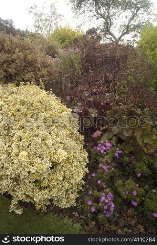 Plants in back garden, Berwickshire, Scotland