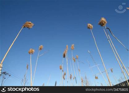 plants in blue sky nature