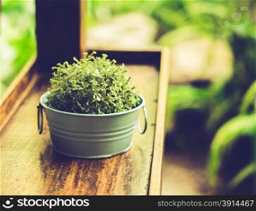 Plants in pots Vintage.film style color effect