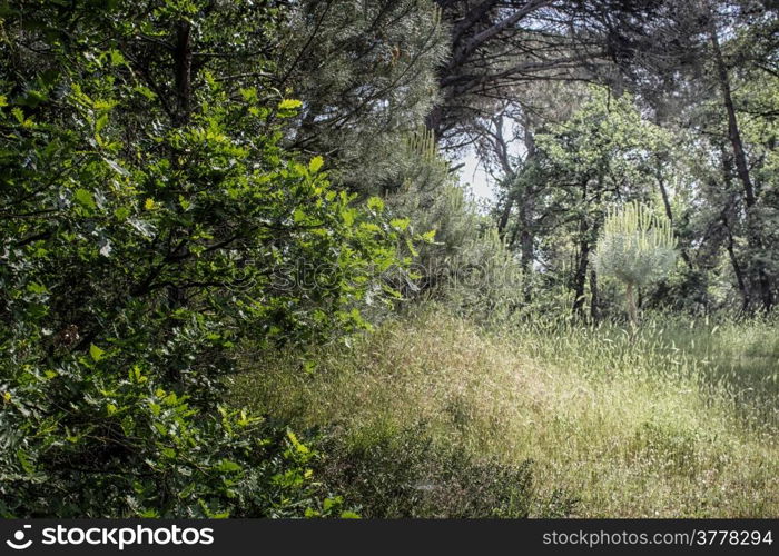 Plants in the pinewood forest along the Pialassa della Baiona brackish lagoon near Marina Romea on the Adriatic seaside in Ravenna (Italy)