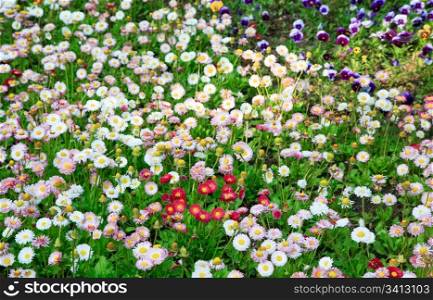 Plants of daisy with flowers (spring background)