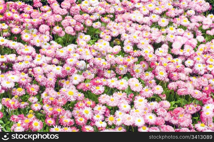 Plants of daisy with red-white flowers (spring background)
