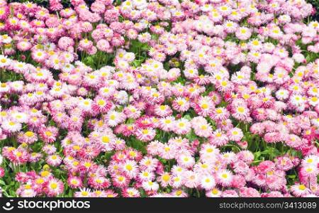 Plants of daisy with red-white flowers (spring background)