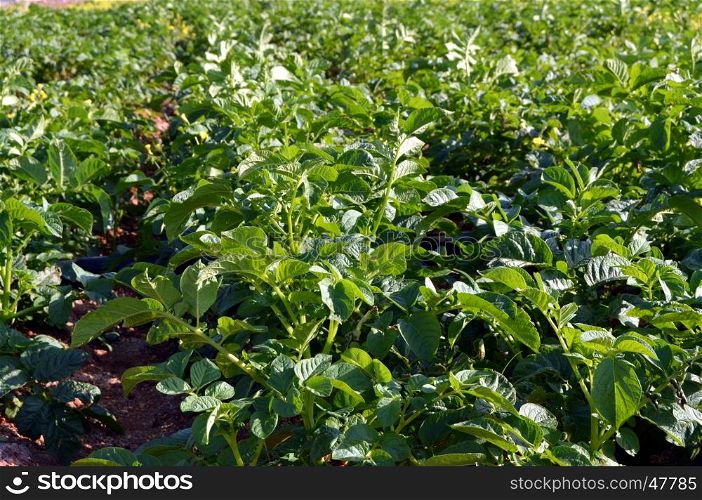 Plants of potato green.