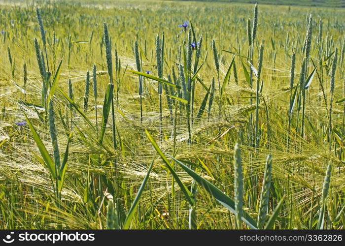 Plants of wheat over barley field during the flowering