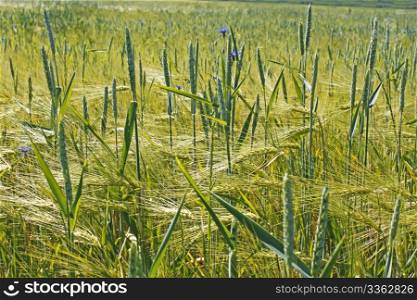 Plants of wheat over barley field during the flowering
