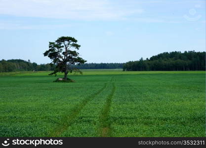 Plants on a background of the blue sky