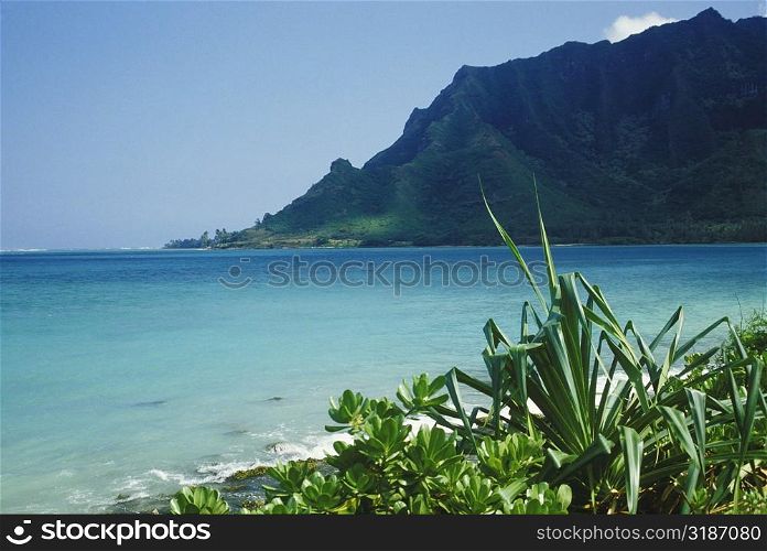 Plants on the beach, Hawaii, USA