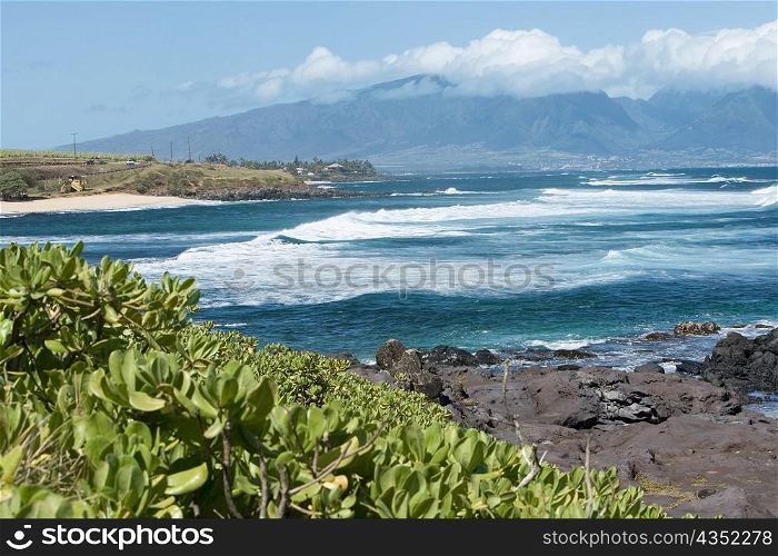 Plants on the coast, Hookipa Beach Park, Maui, Hawaii Islands, USA