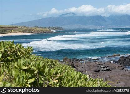 Plants on the coast, Hookipa Beach Park, Maui, Hawaii Islands, USA