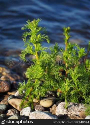 plants on the lake