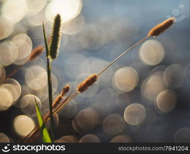 plants on the lake