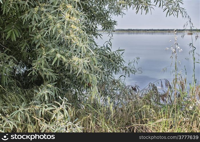Plants on the Pialassa della Baiona brackish lagoon near Marina Romea along te Adriatic seaside in Ravenna (Italy)
