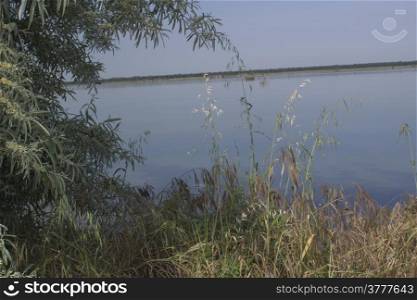 Plants on the Pialassa della Baiona brackish lagoon near Marina Romea along te Adriatic seaside in Ravenna (Italy)