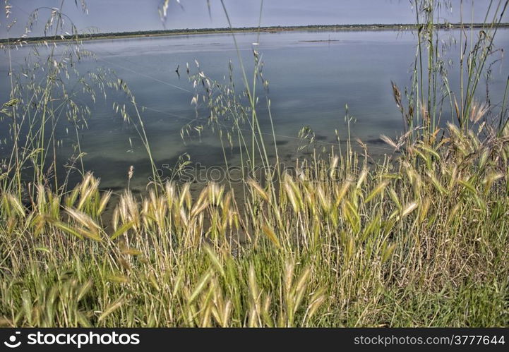 Plants on the Pialassa della Baiona brackish lagoon near Marina Romea along te Adriatic seaside in Ravenna (Italy)