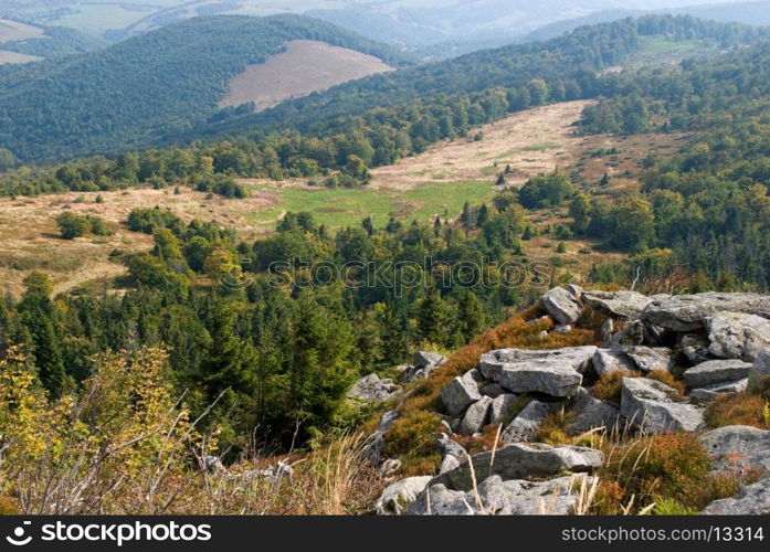 plants on the stones high up Carpathians mountains