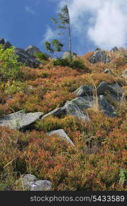 plants on the stones high up Carpathians mountains