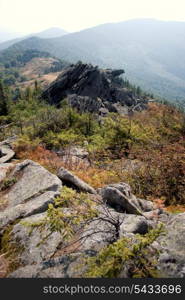 plants on the stones high up Carpathians mountains