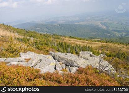 plants on the stones high up Carpathians mountains