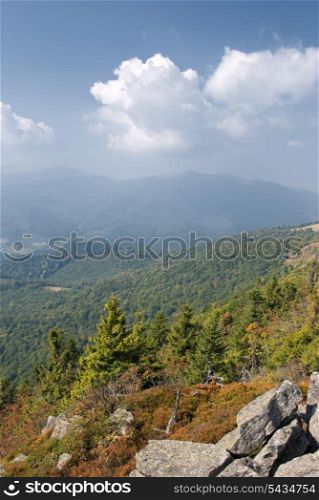 plants on the stones high up Carpathians mountains