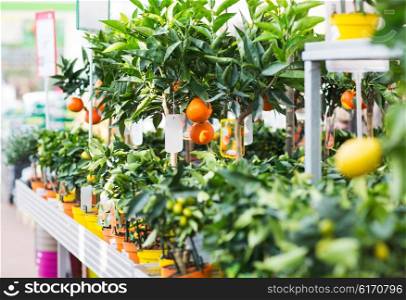 plants, sale, farming and botany concept - close up of citrus seedlings in gardening shop