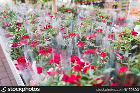 plants, sale, farming and botany concept - close up of rose flower seedlings in gardening shop