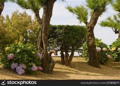Plants with trees in a garden, St. Martin, Biarritz, France