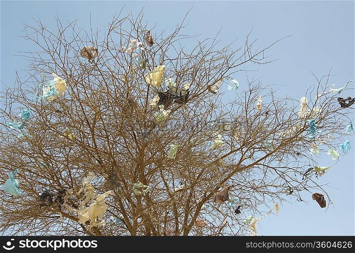 Plastic Bags in Bare Tree