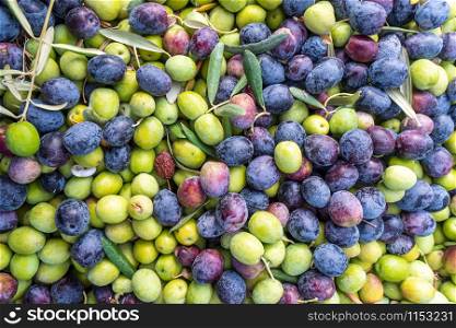 plastic crates filled with freshly harvested olives from olive trees