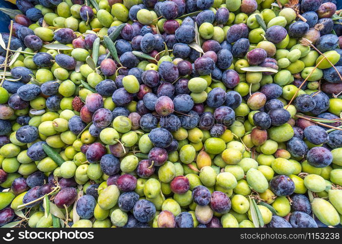 plastic crates filled with freshly harvested olives from olive trees