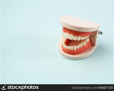 plastic model of a human jaw with white teeth on a blue background, copy space