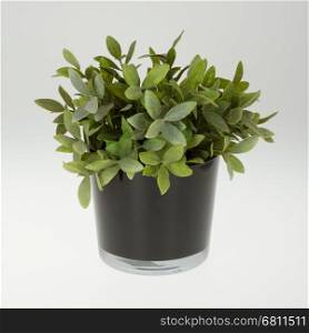 Plastic plant in a flowerpot isolated on white