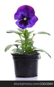 plastic pots with blue purple pansy isolated over white