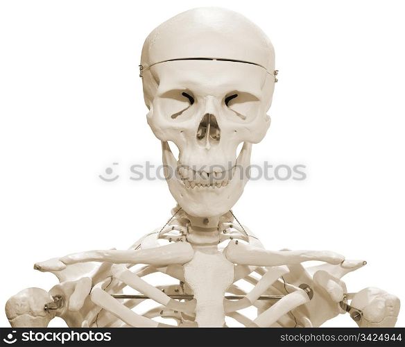 Plastic Skeleton Dummy Model Isolated with Clipping Path