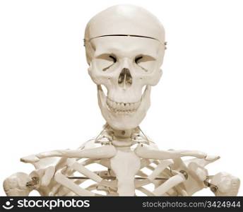 Plastic Skeleton Dummy Model Isolated with Clipping Path