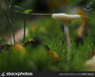 plate mushroom in the forest