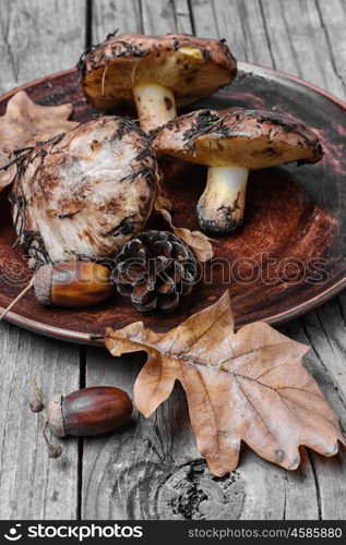 plate of forest mushrooms. Plate collected in the forest boletus mushrooms on a wooden background