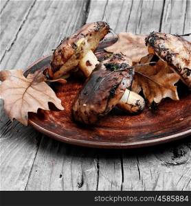 plate of forest mushrooms. Plate collected in the forest boletus mushrooms on a wooden background