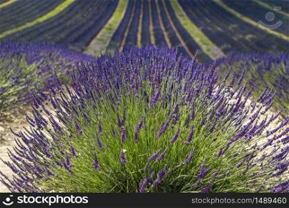 Plateau de Valensole (Alpes-de-Haute-Provence, Provence-Alpes-Cote d&rsquo;Azur, France), field of lavender