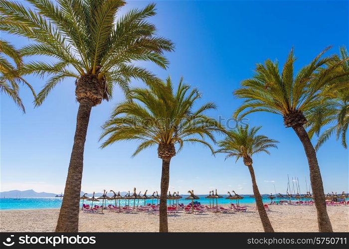 Platja de Alcudia beach Palm trees in Mallorca Majorca at Balearic islands of Spain