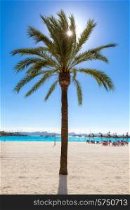 Platja de Alcudia beach Palm trees in Mallorca Majorca at Balearic islands of Spain