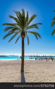 Platja de Alcudia beach Palm trees in Mallorca Majorca at Balearic islands of Spain