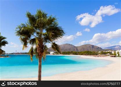 Platja de Alcudia beach palm trees in Mallorca Majorca at Balearic islands of Spain